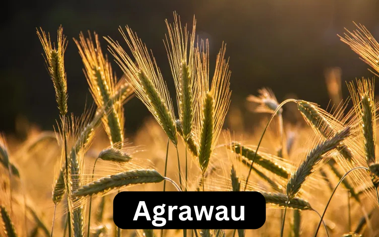 Discovering Agrawau: Unlocking the Secrets of This Unique Gem